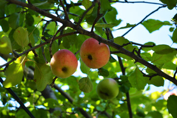 Bright juicy ripe fruits of the apple tree, apples growing on the tree.