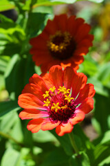 Magical annual zinnia flowers, disambiguation, majors growing on the streets of Dripro. Fascinating bloom of unusual and colorful Ukrainian flowers blooming under the rays of the summer sun in August.