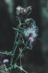 Thistle flowers