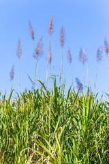 Fleurs de cannes &agrave; sucre 