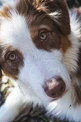 Australian shepherd