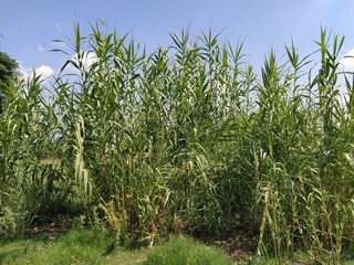 Green cane scene in the field