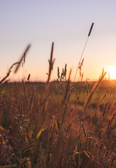 sunset in the grass