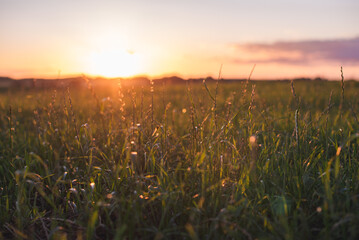 sunset in the field