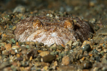 Urascopus scaber hidden in the sand...Çanakkale, Turkey.