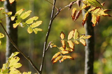 Tree branch with dry yellow autumn leaves in forest