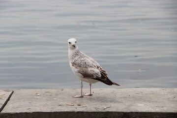 seagull on the beach
