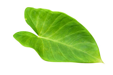 Fototapeta premium Large heart shaped green leaves of Elephant ear or taro (Colocasia species) the tropical foliage plant isolated on white background, clipping path included,