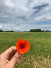 Papaveri nelle campagne di Udine