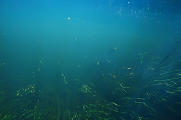Fototapeta na wymiar underwater texture of water in a lake / underwater photo freshwater ecosystem, water texture background