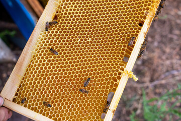 La r&eacute;colte du miel chez un apiculteur