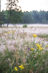 wild flowers in the meadow