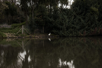 Lago natural con un pato blanco