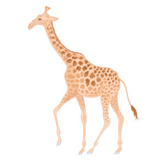 Naklejka premium Vector realistic cute two giraffes with watercolor effect