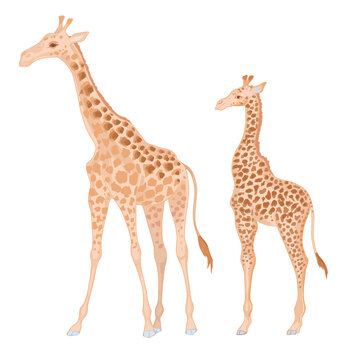 Vector realistic cute two giraffes with watercolor effect