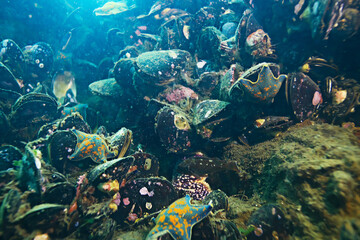 Fototapeta premium shell mussels on the sea bottom underwater photo