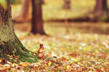 squirrel in autumn / autumn portrait of squirrel, yellow park with fallen leaves, concept autumn nature preparation for winter, redhead little beast in the forest