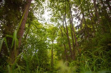 Obraz premium Sun rays through a dense forest