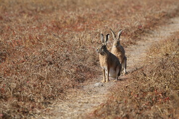 zwei Hasen Leporidae sitzen auf einem Feld © ReNi
