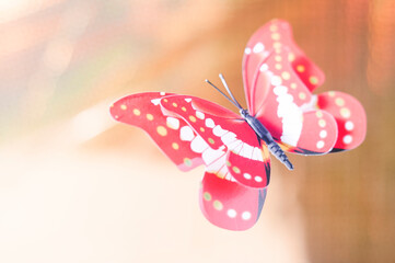 butterfly on a multicolored background