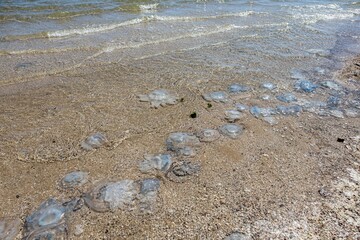 large jellyfish in the coastal waters of the sea on the beach