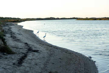 stork stands in shallow water fishing. Wild birds in the natural environment