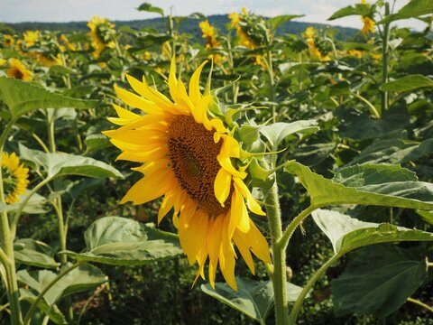 Bright yellow sunflower head in the evening sun in a sonflower field in Hungary