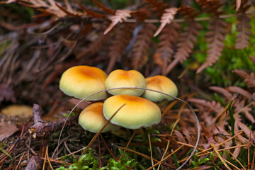 Young mushrooms grow surrounded by moss and yellowed foliage. Fall.