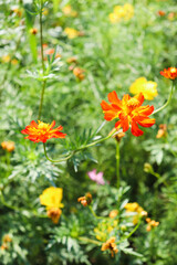 赤い花 コスモス 