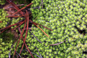 Top view of green moss and yellow foliage. Autumn has come.