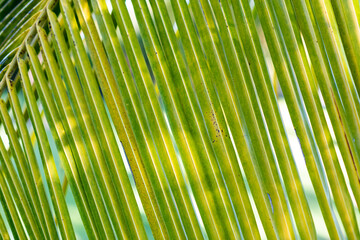 green bamboo background