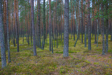 View of the spruce and pine forest in autumn.