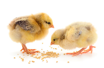 Two chickens and grains isolated.