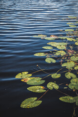 Water lily filled pond with ripples in the water