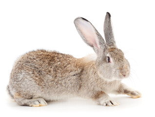 Gray rabbit isolated.