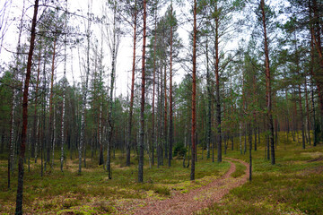 Young coniferous forest on an autumn cloudy day.