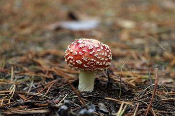 A small mushroom fly agaric in a meadow close-up. Poisonous mushrooms. Poisoning.