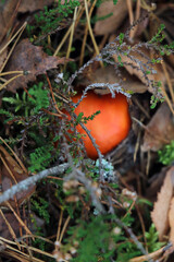 A mushroom with a red cap hid in the moss. Out of focus.