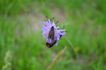 Blutströpfchen oder Sechsfleck-Widderchen (Zygaena filipendulae) auf einer Blüte
