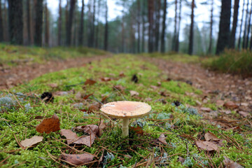 Close-up of a young light mushroom. Green moss. Autumn morning.
