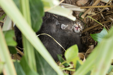 A kitten sleeps next to its newborn siblings. A litter of cats protects each other from the cold surrounded by dirt and plants on a cloudy day.  © CB_Stock