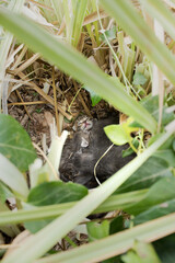 A kitten only a few days old pokes its head out from among its siblings on the dirty ground covered by weeds. A litter of wild cats born outdoors.