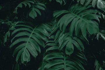 tropical leaves,( Philodendron) green foliage in jungle, nature background