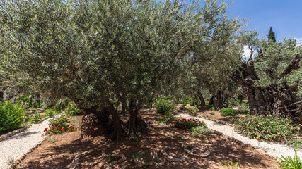 Nice view of garden Gethsemane