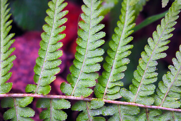 Green fern branch close-up. Background. Beginning of autumn.