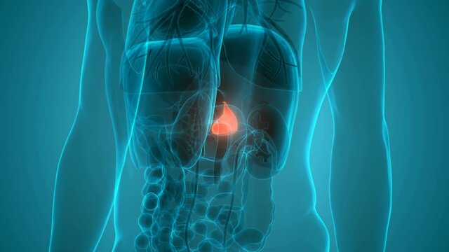 Human Internal Organ Gallbladder Anatomy Animation Concept