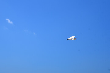 a Seagull flies high in the sky