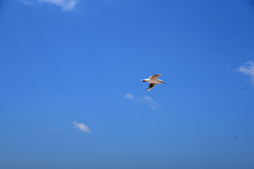a Seagull flies high in the sky