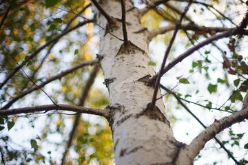 Birch tree trunk with branches in blue sky natural background.