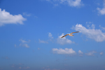 a Seagull flies high in the sky